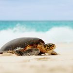 Fregate Private Island segara PR Agentur München Turtle Schildkröte