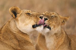 segara_PR_Agentur_München_andBeyond_Lionscape_Coaliation_two_lions_cuddling