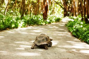 segara_PR_Agentur_München_Fregate_Island_Private_Conservation_tortoise