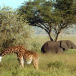 segara_PR_Agentur_München_Wildlife_Africa
