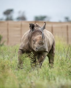 andBeyond Rhino segara Kommunikation Tourismus PR Agentur München