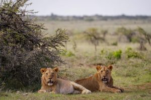 segara_PR_Agentur_München_Kenya_Laikipia_Suyian_Conservancy_lions