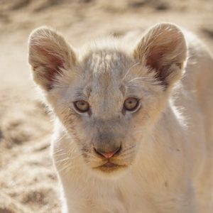 segara_PR_Agentur_München_WILDwatch-Africa-Ngala-Dan-Wraith-lion-white-cub-new-01