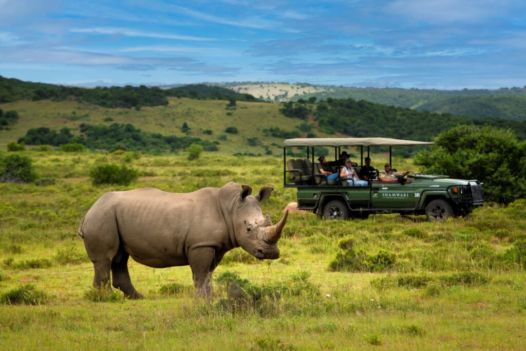 Shamwari Private Game Reserve - Rhino