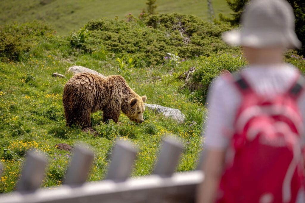 Braunbär auf Almwiese beobachtet von Kind, Arosa Bärenland Graubünden