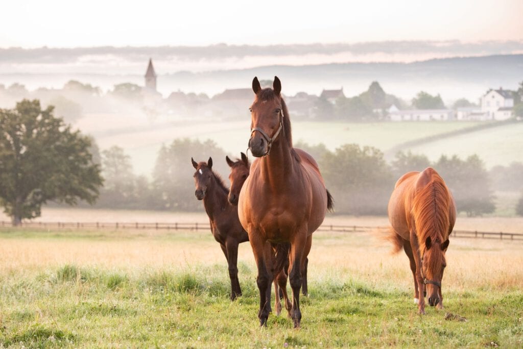 Pferde auf der Weide im Morgennebel, ländliche Landschaft mit Dorf im Hintergrund