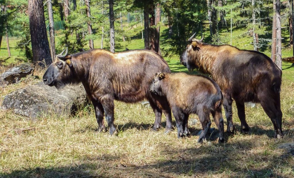 Takin-Familie mit Jungtier im Nadelwald, Bhutan Reisedestination