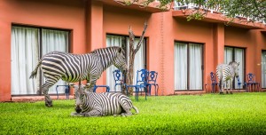 AVANI Victoria Falls Resort ZebrasGrazing 