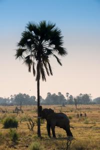 andBeyond Botswana Expedition Okavango Elephant