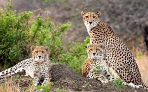 andBeyond Cheetah Family