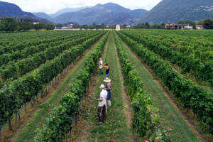 Terreni alla Maggia Field Harvesting