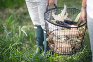 Terreni alla Maggia Mais Ernte